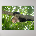 Capuchin Monkey in Costa Rica Print