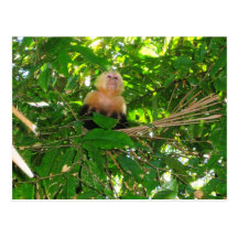 Capuchin Monkey - Manuel Antonio Park, Costa Rica Postcards
