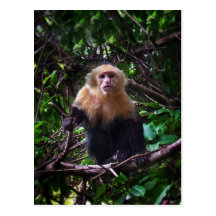 Capuchin Monkey Postcard