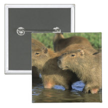 Capybara, Hydrochaeris hydrochaeris), world's Pins