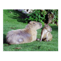 Capybara Mom and Son Postcard Postcards