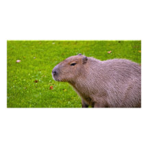 Capybara Photo Card