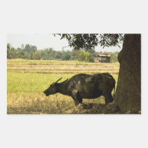 Carabao sous des autocollants de l'arbre un (2)