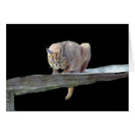 Caracal Cat Crouching Card