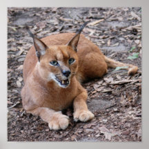 CaracalBCR007 Poster