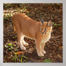 CaracalBCR008 Poster