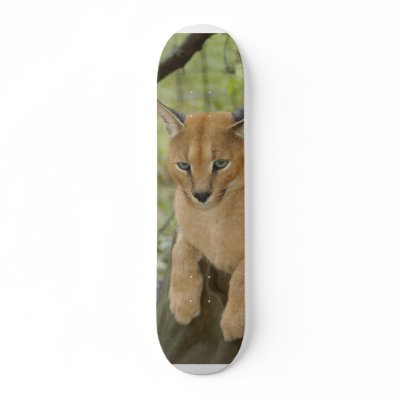 CaracalBCR043 by BCRcats