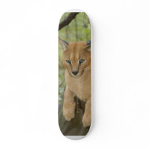 CaracalBCR043 Skateboard