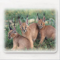 caracals_mousepad mousepads