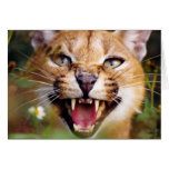 CaracalSassy Greeting Cards