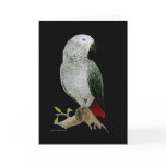 Card - African Grey Parrot