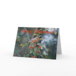 Card / American Robin / Christmas