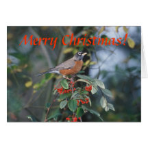Card / American Robin / Christmas