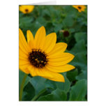 Card - beach flower