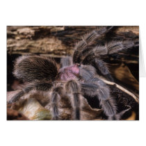 Card blank - tarantula