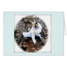 Card: Courting Gannets