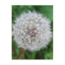 Card Dandelion Clock Postcards