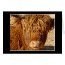 Card - Highland Cattle