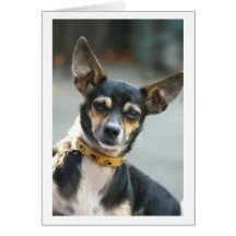 Card, Kiss my Nose, Chihuahua