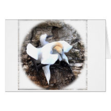 Card: Loving Gannets