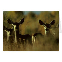 Card / Mule Deer Herd