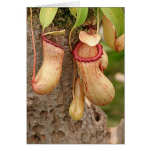 Card of Carnivorous  Plant