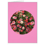 Card, "Painted Daisies in a Circle" F-1