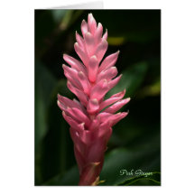 Card: Pink Ginger