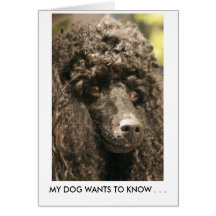Card, Poodle, MY DOG WANTS TO KNOW . . .
