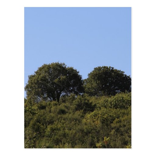 Card Postcard