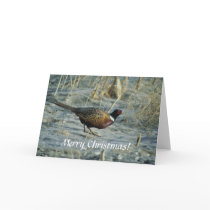 Card / Ring-necked Pheasant / Merry Christmas!