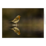 Card Robin reflections card
