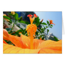 Card-Rose Mallow