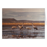 Card / Sandhill Cranes @ Innoko NWR