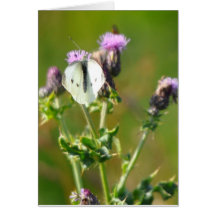 Card: Small White Butterfly on Thistles
