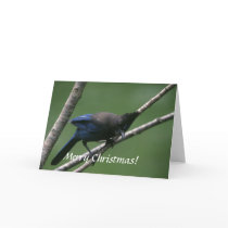 Card / Steller's Jay / Christmas
