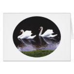 Card - Swans at Heronwood