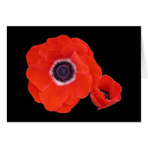 Card, Two Perfect Red Poppies.