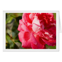 Card with beautifull rose.