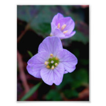 Cardamine Art Photo