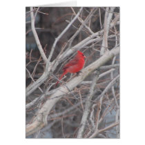 Cardinal