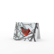 Cardinal