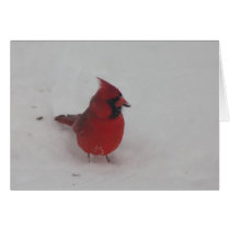 Cardinal