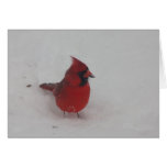 Cardinal