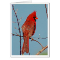 Cardinal