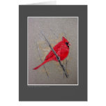 Cardinal