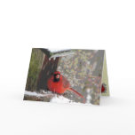 Cardinal at Feeder Season's Greetings