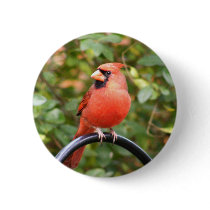 Cardinal Beauty Button