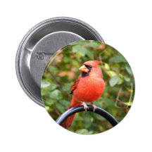 Cardinal Beauty Button