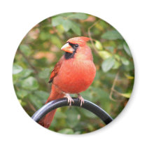 Cardinal Beauty Magnets